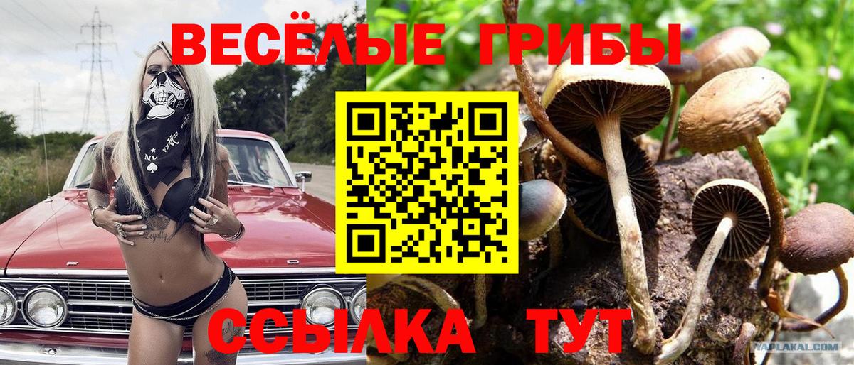 Богданович  Псилоцибиновые грибы Psilocybe  где найти   Вход с VPN 